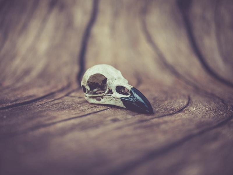 Raven Skull (Pre Supported)