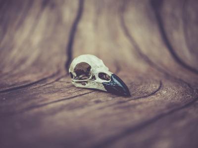Raven Skull (Pre Supported)