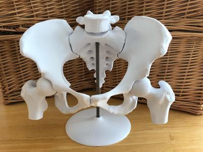 6-Piece Magnetic Female Pelvis Model