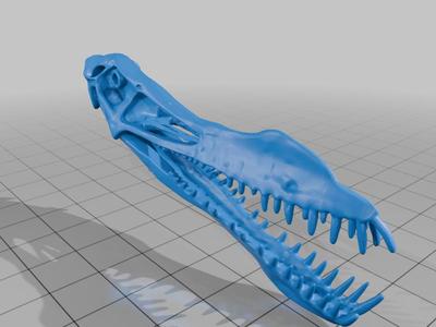 Anhanguera skull