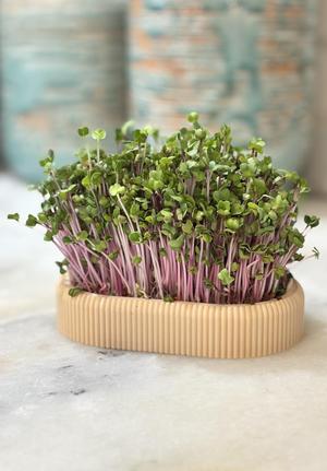 Long Microgreens Growing Kit – Custom Name Ready | No Supports Needed