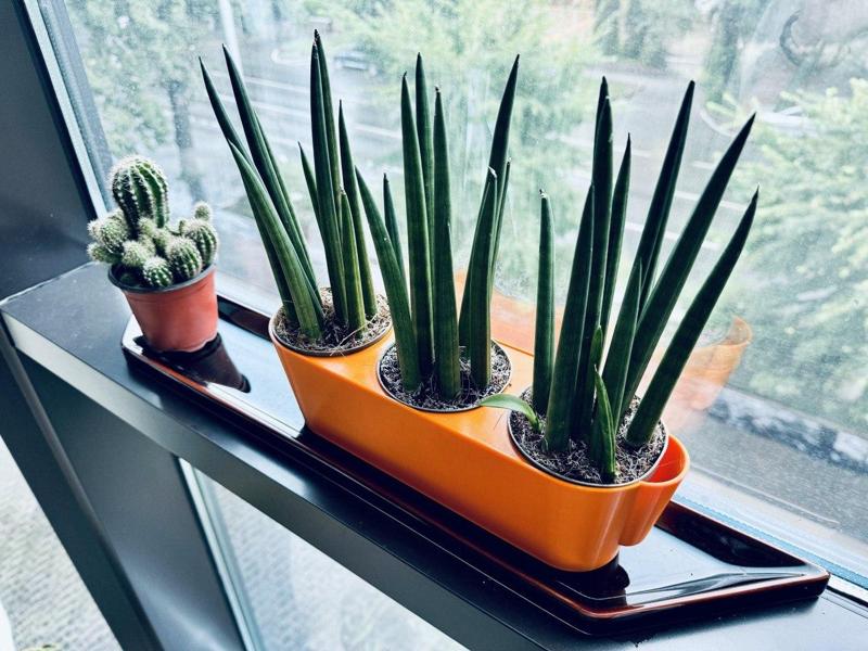 Triple Flooding Planter