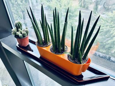 Triple Flooding Planter