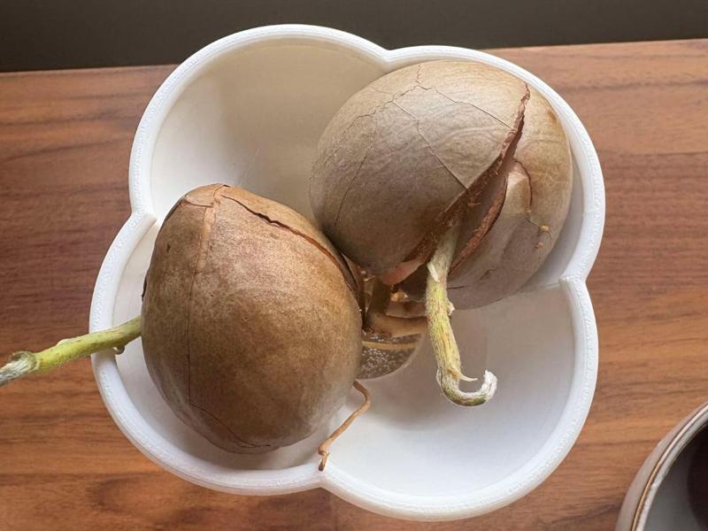 Multi Avocado Seed Sprouter
