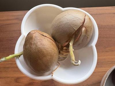 Multi Avocado Seed Sprouter