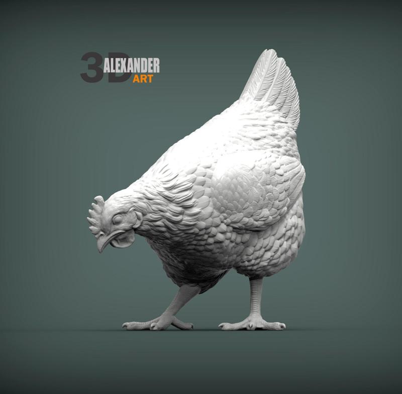 chicken looking for food