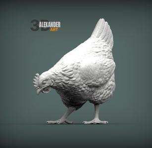 chicken looking for food