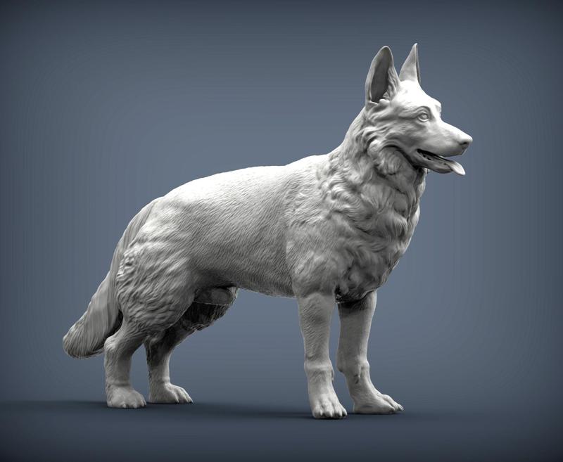 German Shepherd