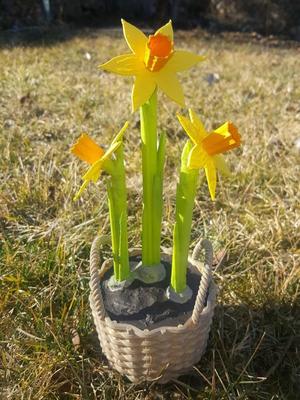 Daffodils in Basket