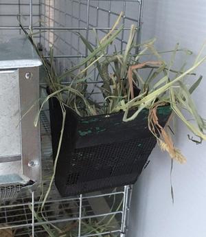 Rabbit Hay Rack