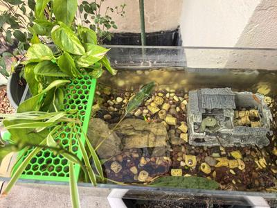 green plant planting board on the water surface