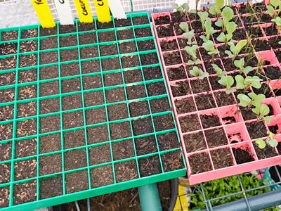 100 x 23mm square seed tray, removable bottom's