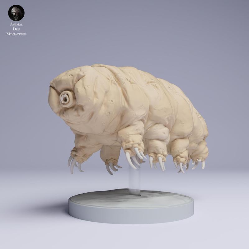 Tardigrade (Water Bear)