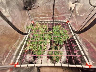 Screen of Green (ScrOG) DIY parts for 20mm pipe on 16 mm tent frame   