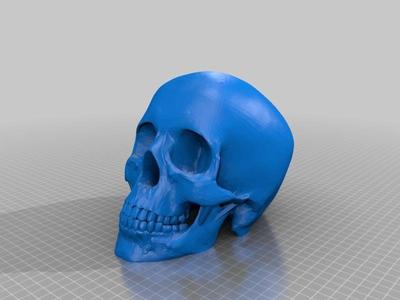 Human Skull Solid No Supports Needed Renforced Mandibl/teeth