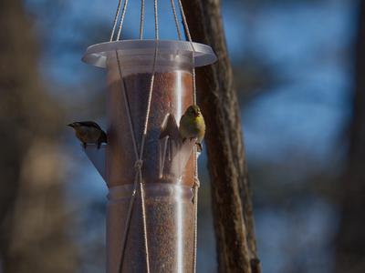 Spiral Vase Bird Feeder - Seed Tube Type