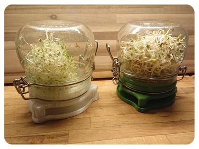 Sprouting Jar - IKEA KORKEN