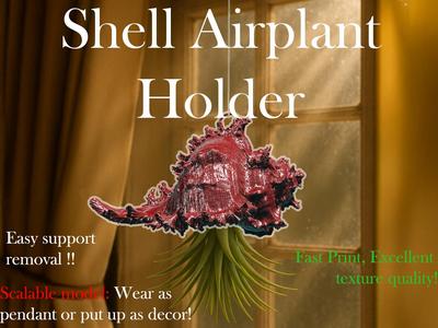 Shell Airplant Holder OR Just use as Decor !