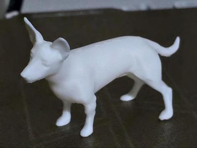 Small dog