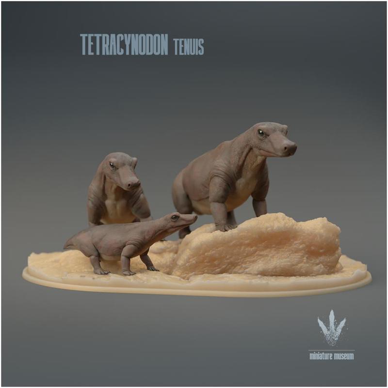Tetracynodon tenuis : Family Group