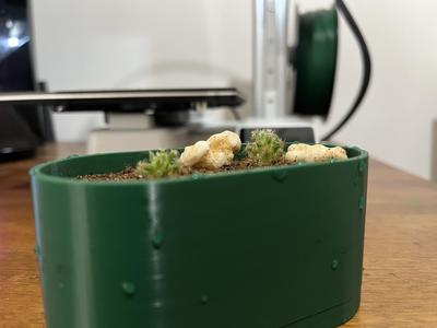 cactus pot