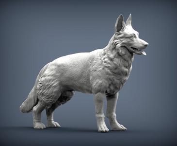 German Shepherd