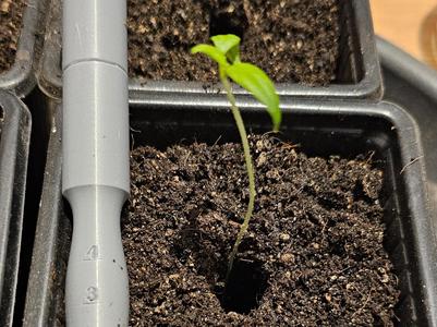 Planting dibble tool