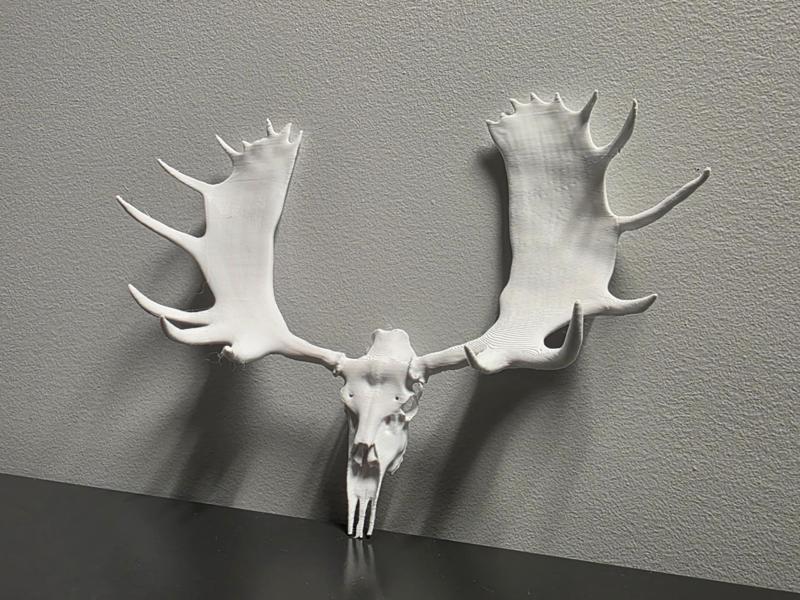 "Tundra Beast" Moose Skull