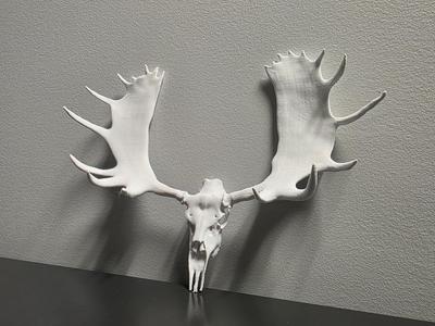 "Tundra Beast" Moose Skull