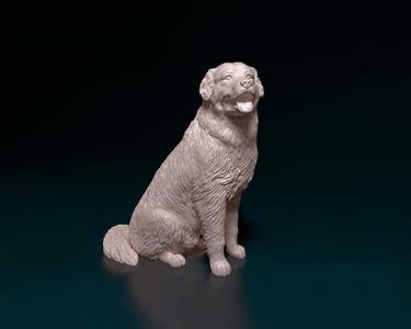 Bovaro del bernese