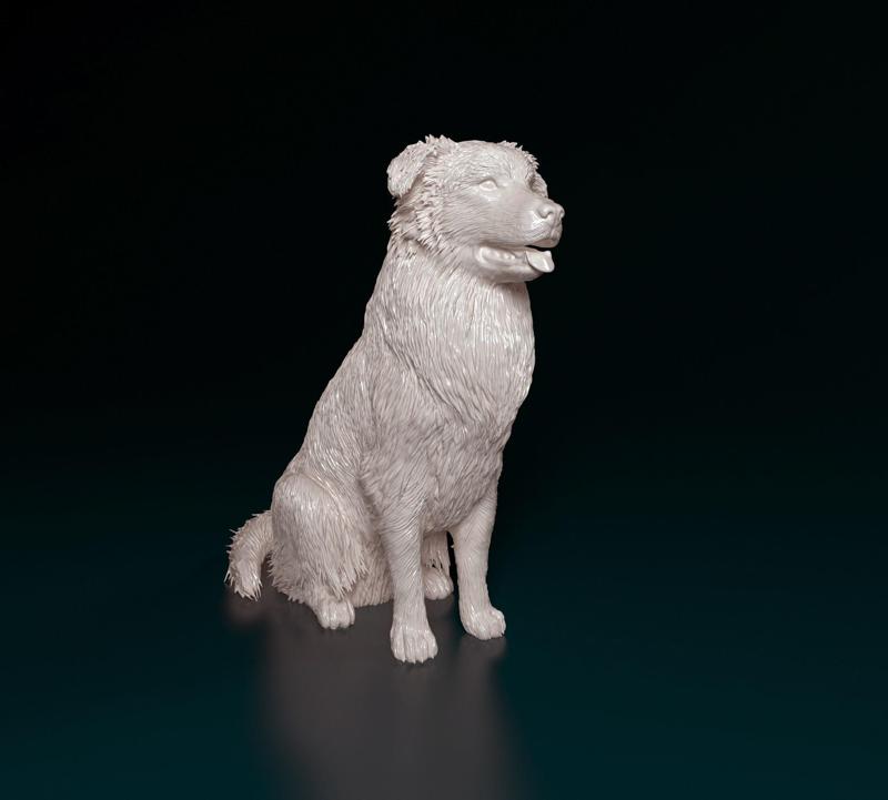 Australian shepherd dog