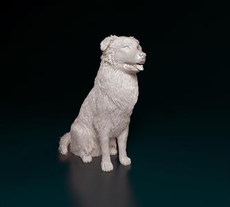 Australian shepherd dog