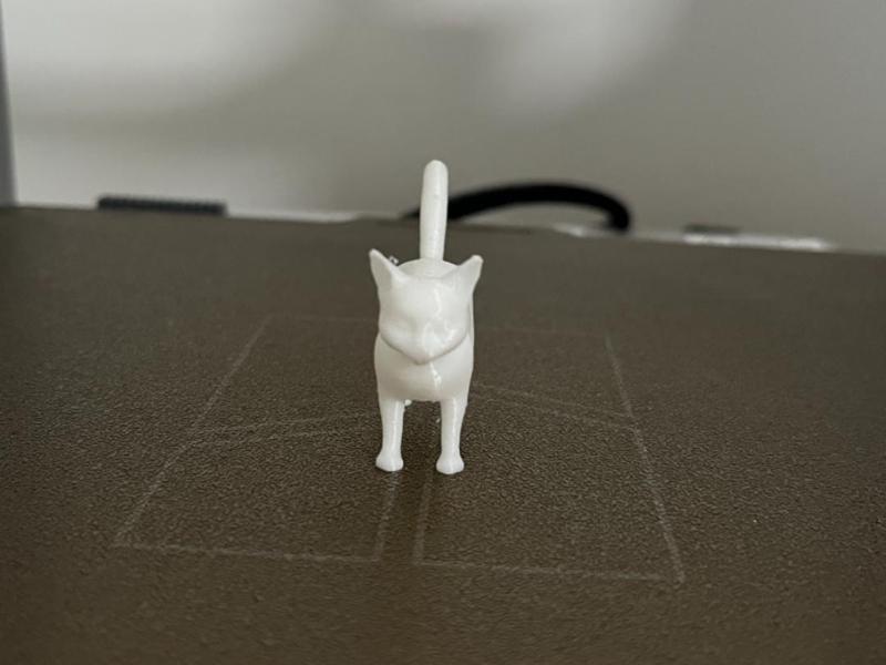 Cute mini cat