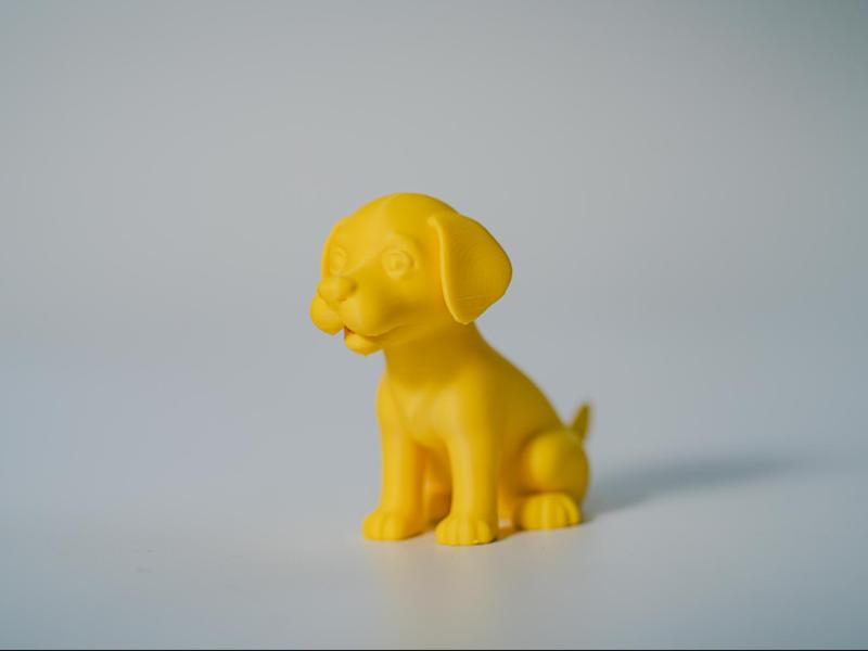 Labrador Puppy