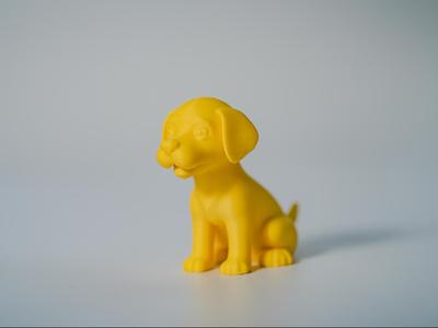 Labrador Puppy