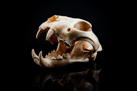 Panther Skull (Pre Supported)