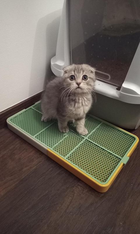 Cat litter mat with tray