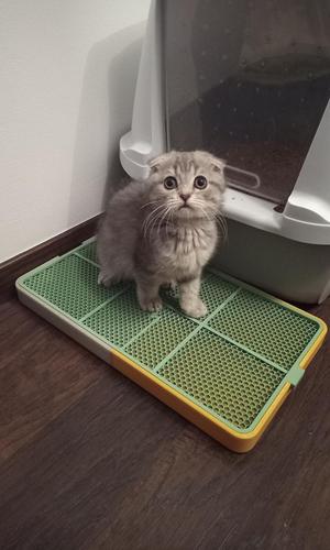 Cat litter mat with tray