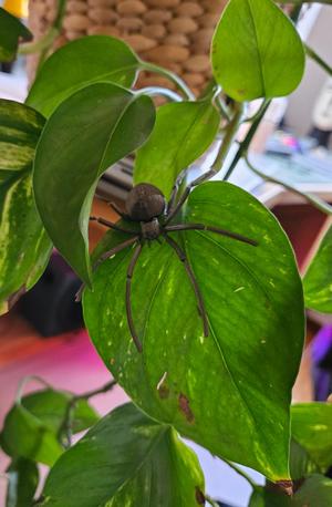 Flexi Spider V2