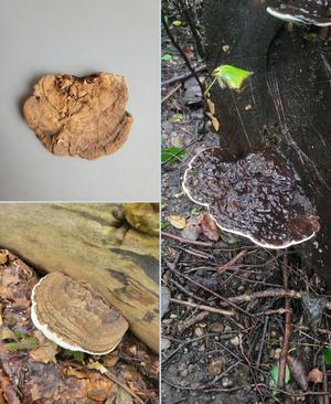 Mushroom shelf "Ganoderma Applanatum"