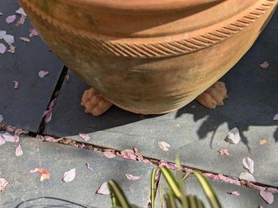 Lion's Paw Plant Pot Riser