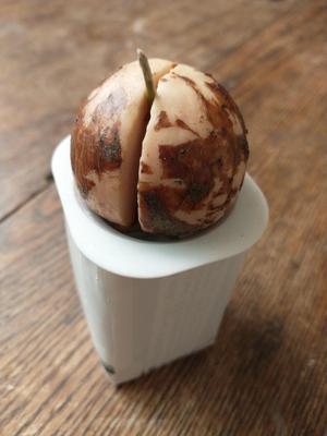 Tetrapak 240mL Milk Carton Hydroponic Cap