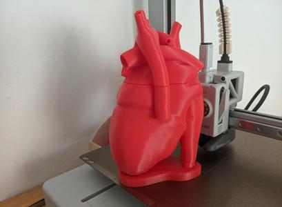 Anatomy Heart Bottle