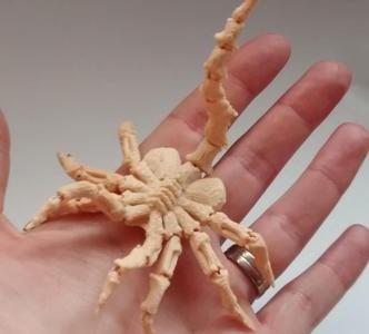 Mini Face Hugger