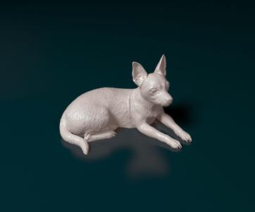 Chihuahua 03