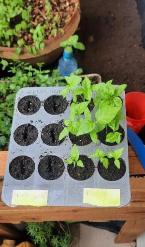seed plate 