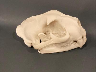 Mountain Lion Skull