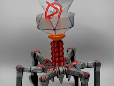 Cute Support Free Bacteriophage T4 PrintinPlace