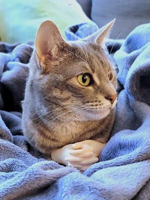 Folded Cat Hands
