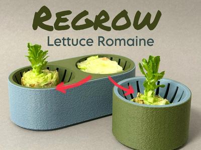 Regrow: Lettuce Romaine